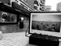 Tallas grandes Mango - Murcia